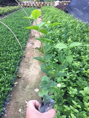 庭园景观盆栽花卉虎头茉莉长期大量供应