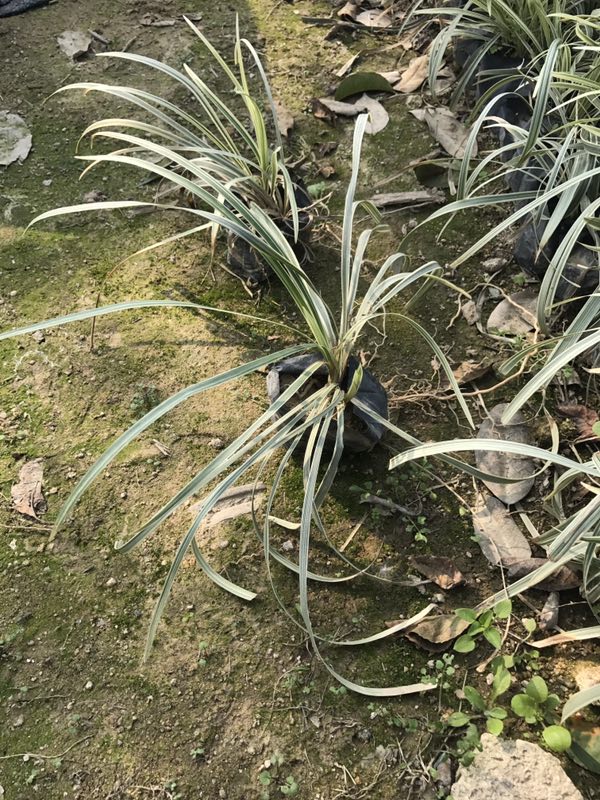批发供应优质地被金边沿阶草 量大从优
