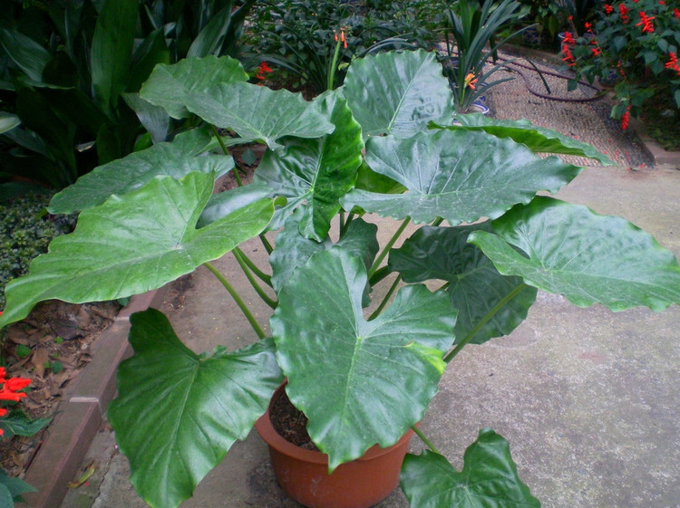 自产自销可盆栽观叶植物海芋 物美价廉
