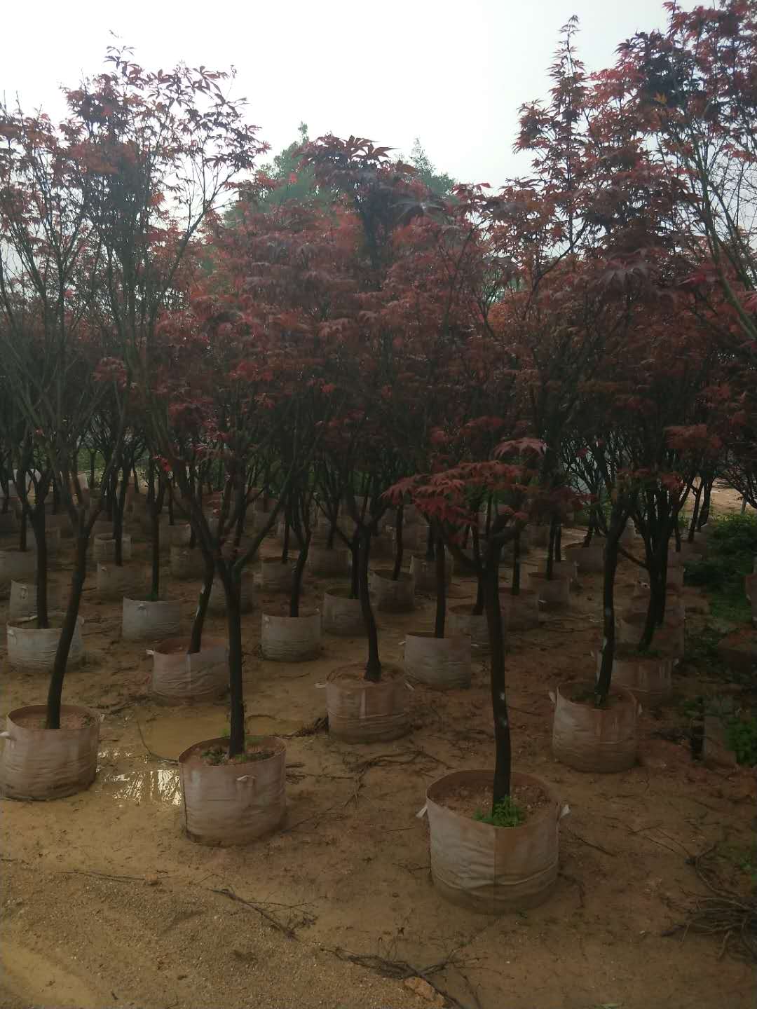 基地直销园林绿化风景树红枫 价格实惠