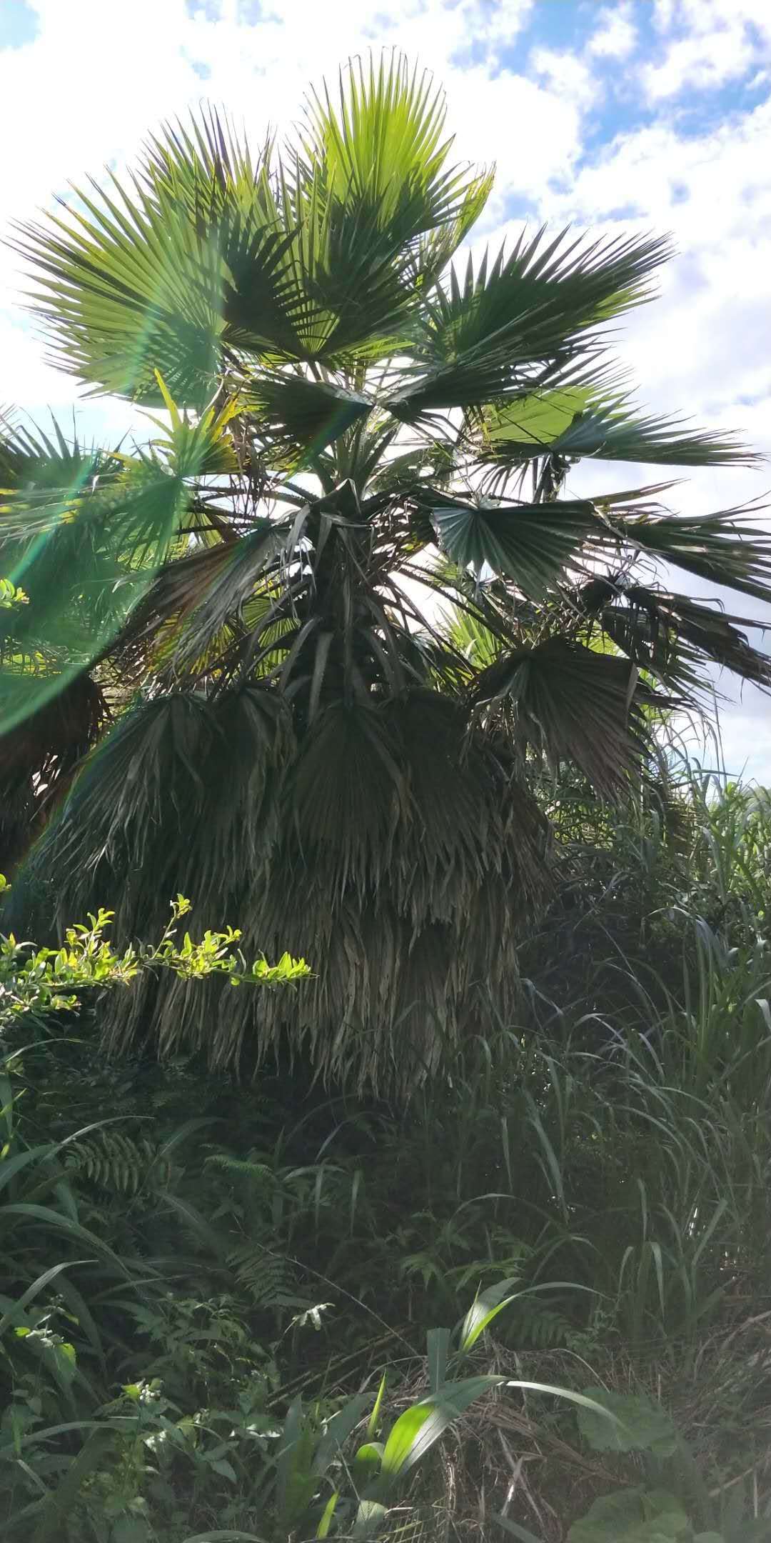 大量批发供应行道风景树华棕 规格齐全