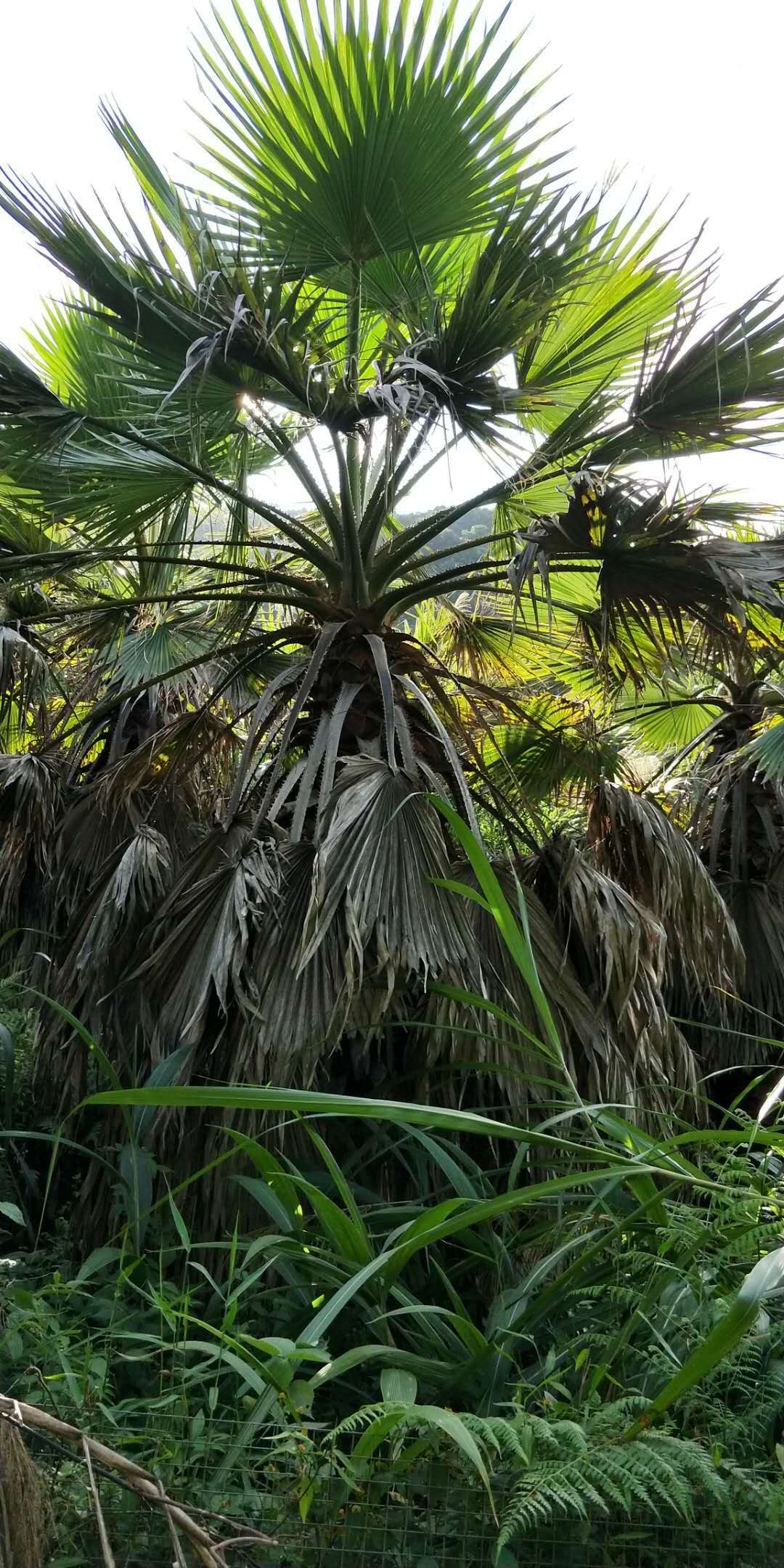 批发供应常绿行道景观树老人葵规格齐全