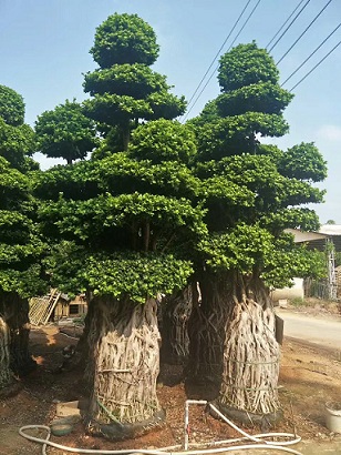 基地批发供应四季常青造型小叶榕特价供应