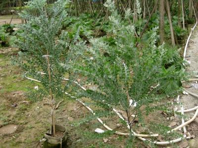 大量批发供应园林景观绿植金叶银合欢