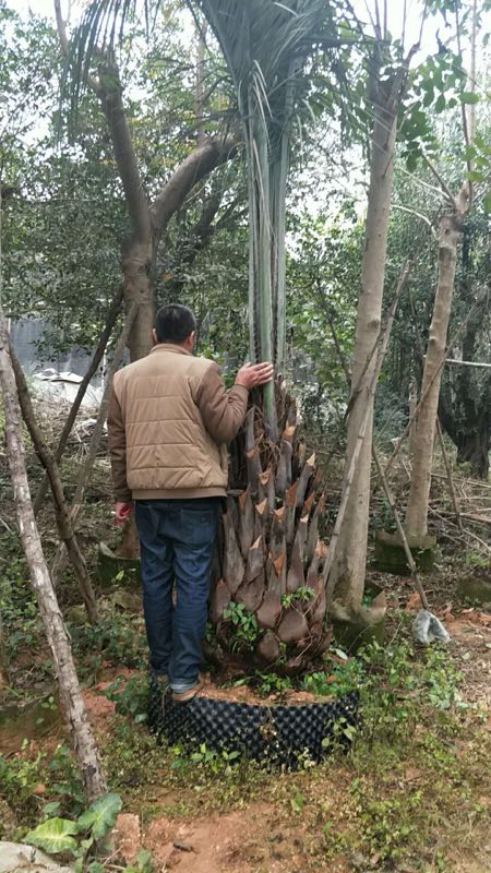 多规格批发供应造景大型树布迪椰子