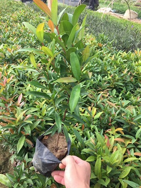 园林绿化观叶植物红车长期批发供应