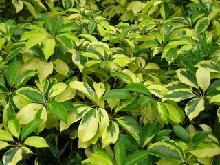漳州种植基地批发供应盆栽花叶鹅掌柴
