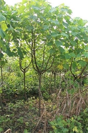现货供应优质绿化小苗木芙蓉 价格实惠