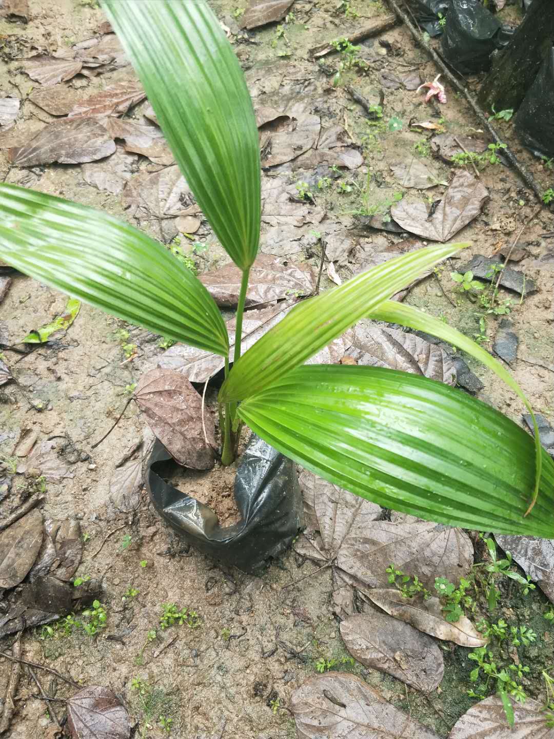 多规格现货供应地栽小苗蒲葵小苗