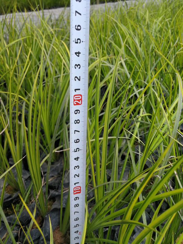 大量供应绿化专用地被苗金叶石菖蒲