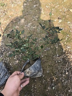 大量批发供应颜色多样盆栽丰花月季