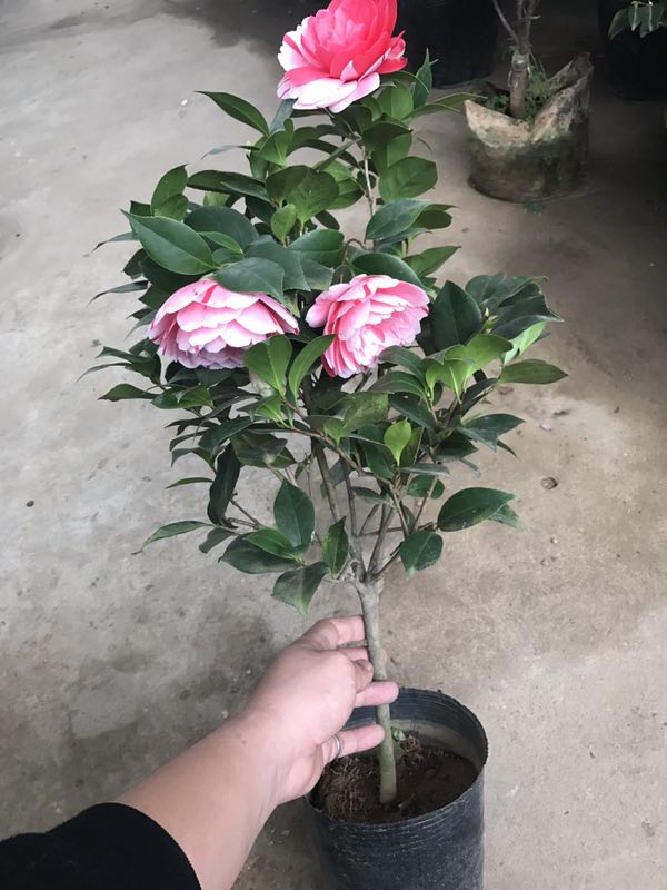 长期大量供应盆栽地栽五宝茶花 品种保证