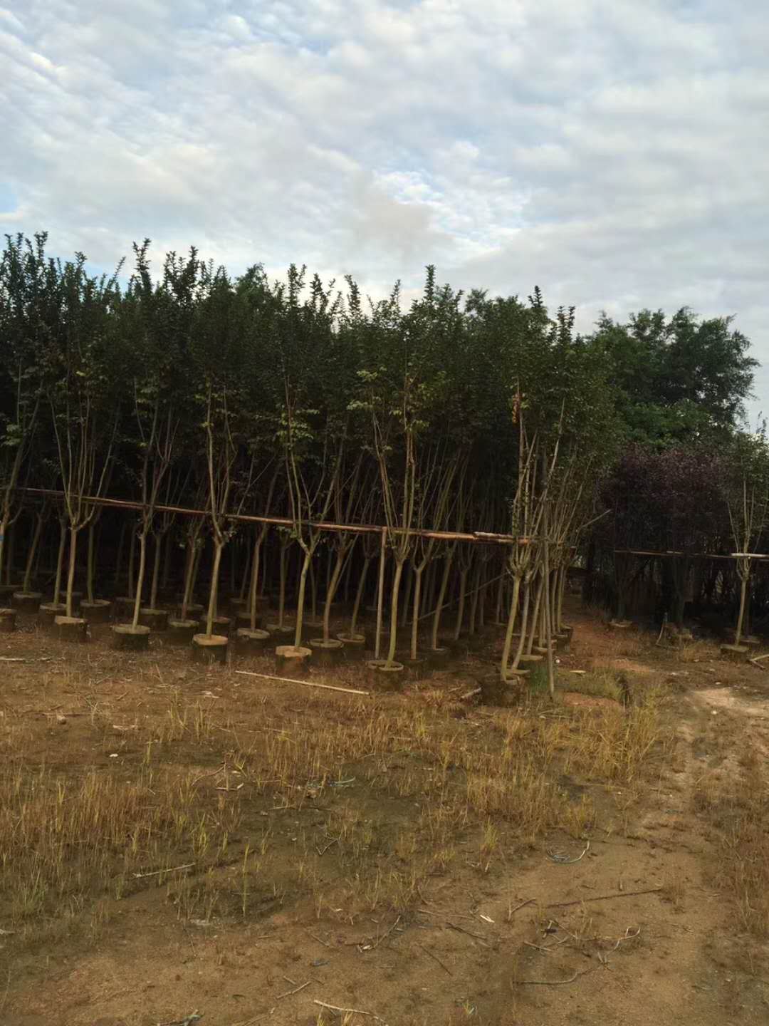 供应优质园林绿化风景树小叶紫薇