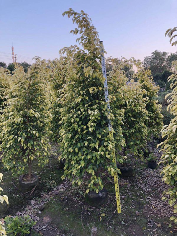 现货批发供应常绿灌木黄金垂榕 规格齐全