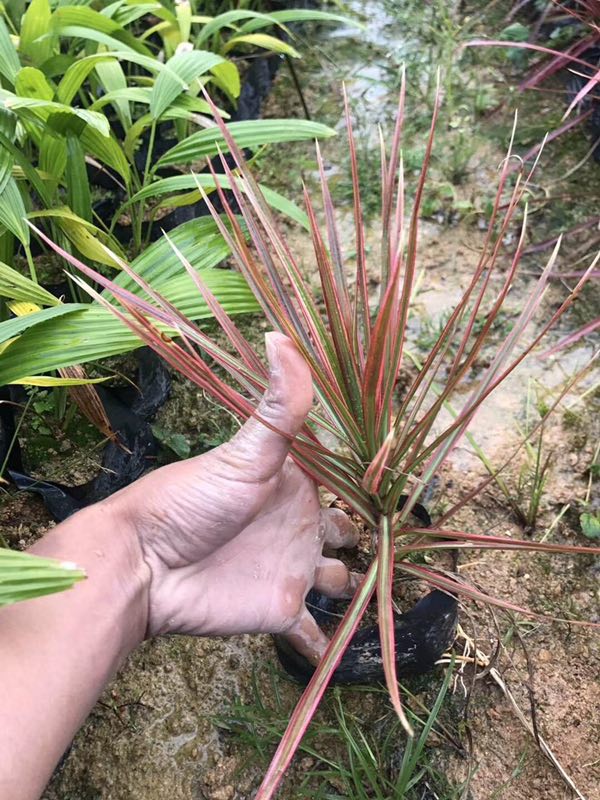 基地直销批发千年木盆栽绿植七彩马尾铁