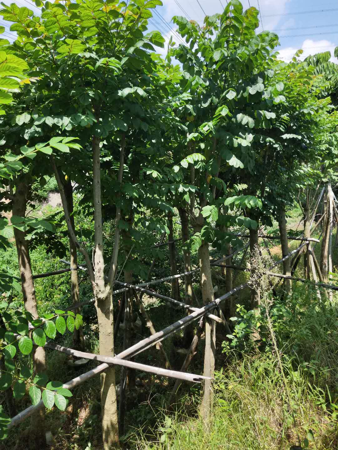 本地直销供应火焰木袋苗 规格齐全
