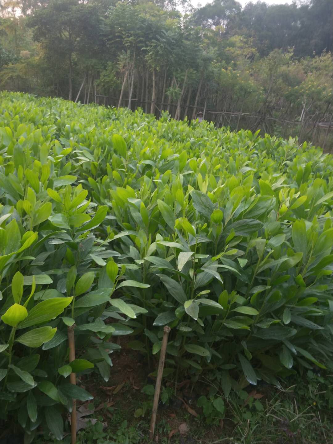 生态造林树种大叶相思特价供应