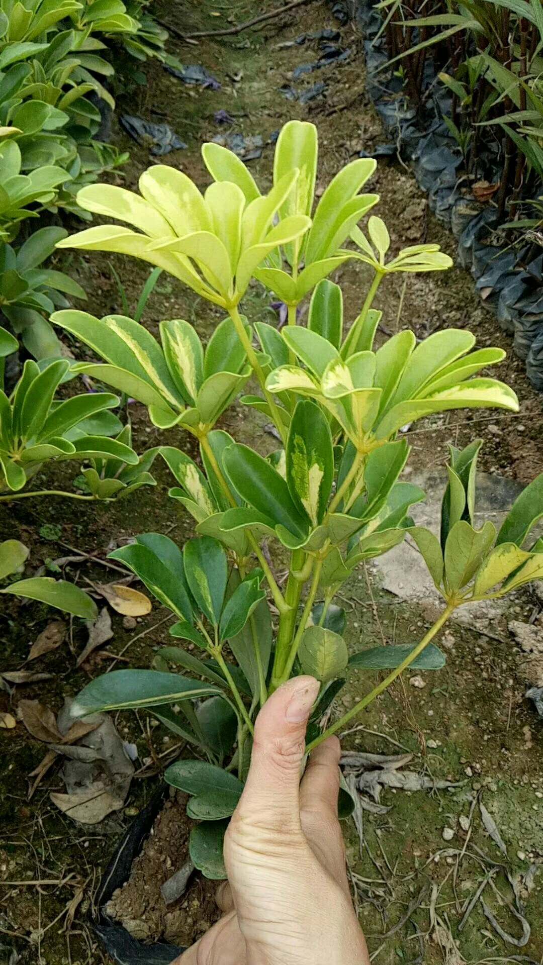 大量批发供应彩叶植物鹅掌柴 物美价廉