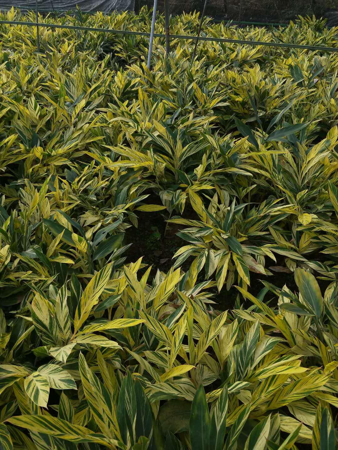 大量批发供应花叶良姜地苗 物美价廉