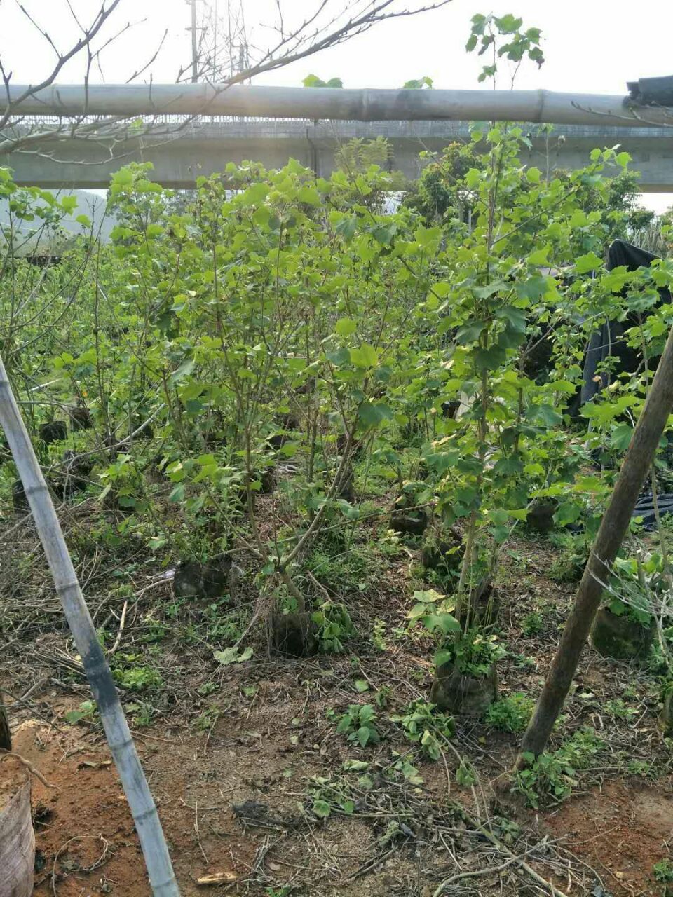 长期特价供应木芙蓉小苗 质优价廉