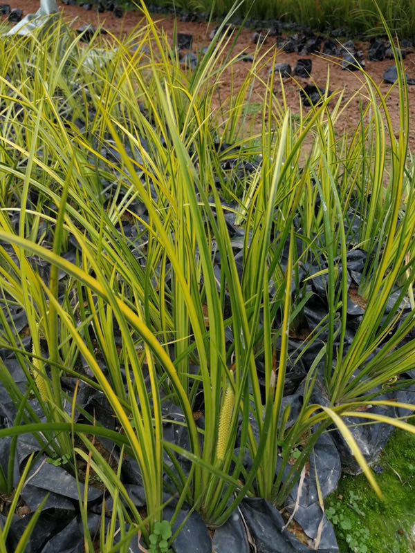 大量低价批发供应优质水生植物金叶石菖蒲