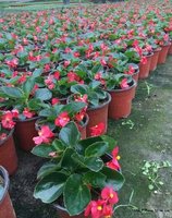 大量批发供应时令草花四季秋海棠