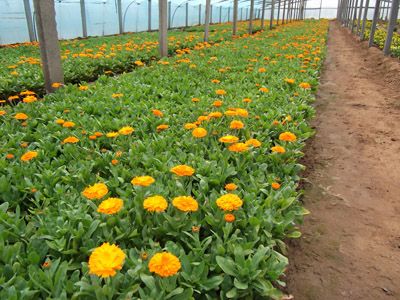 青州基地直銷觀花植物金盞菊 物美價廉