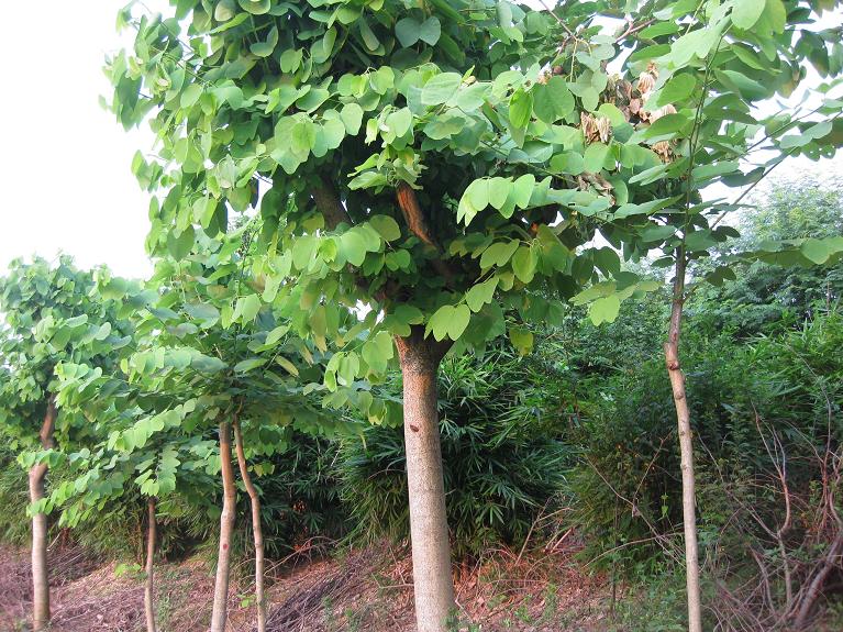 基地直销园林景观乔木洋紫荆 规格齐全