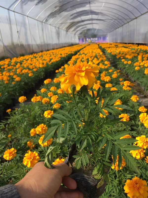 山东草花基地大量供应时令草花孔雀草