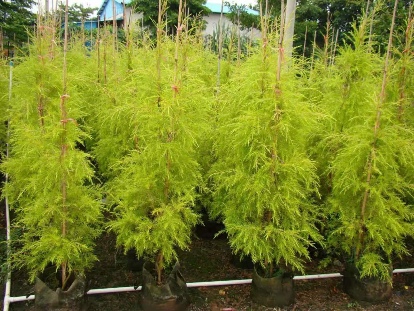 福建种植基地大量供应行道绿化树千层金