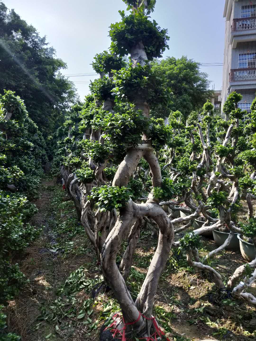 普宁市大量供应园林绿化苗木小叶榕