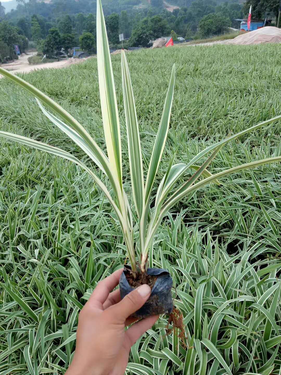 东莞苗木供应基地大量供应优质地被苗山管兰