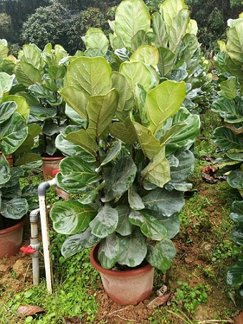 办公室盆栽观叶植物琴叶榕特价供应