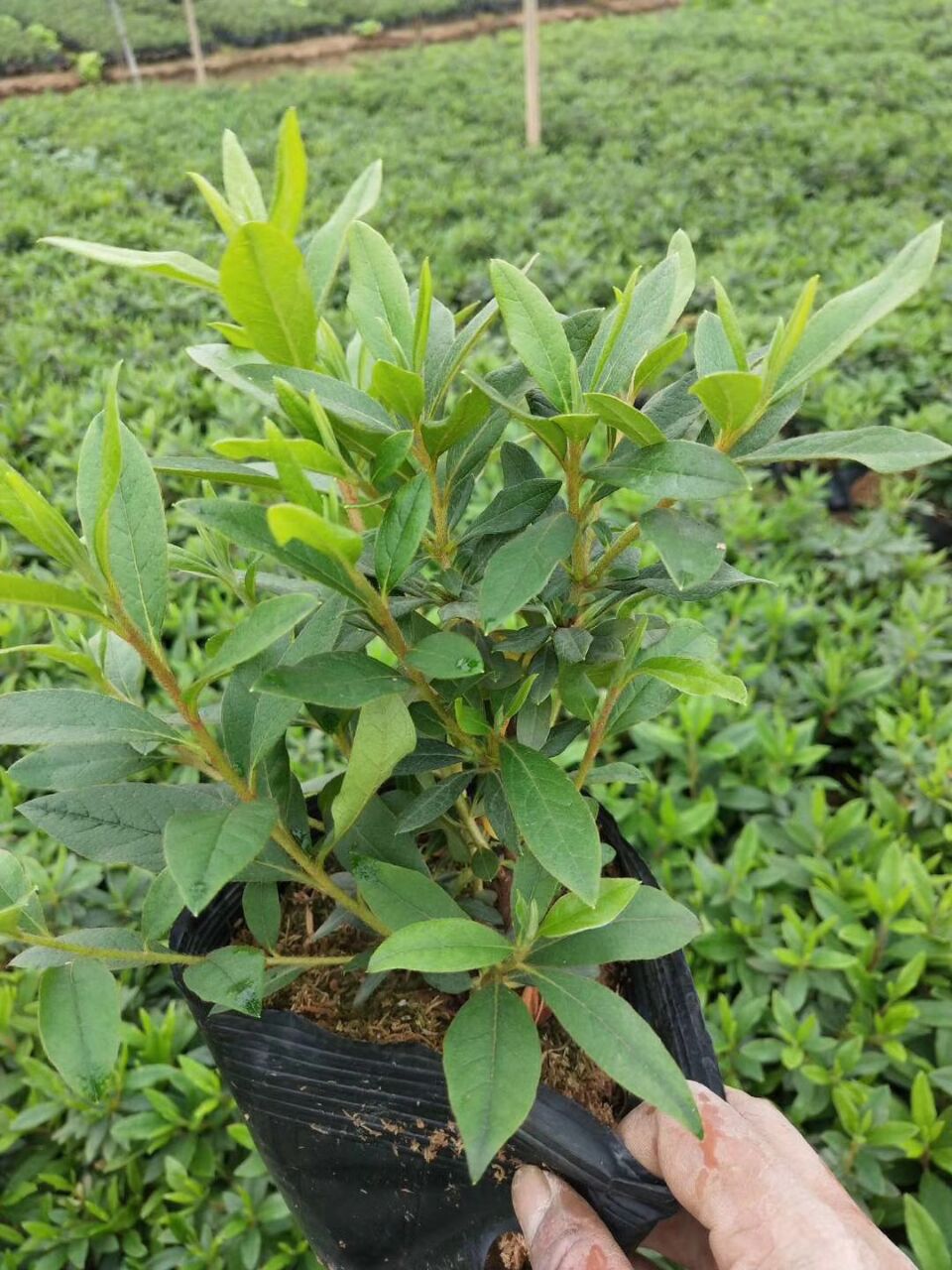 批发供应四季常青庭园绿植毛杜鹃 物美价廉