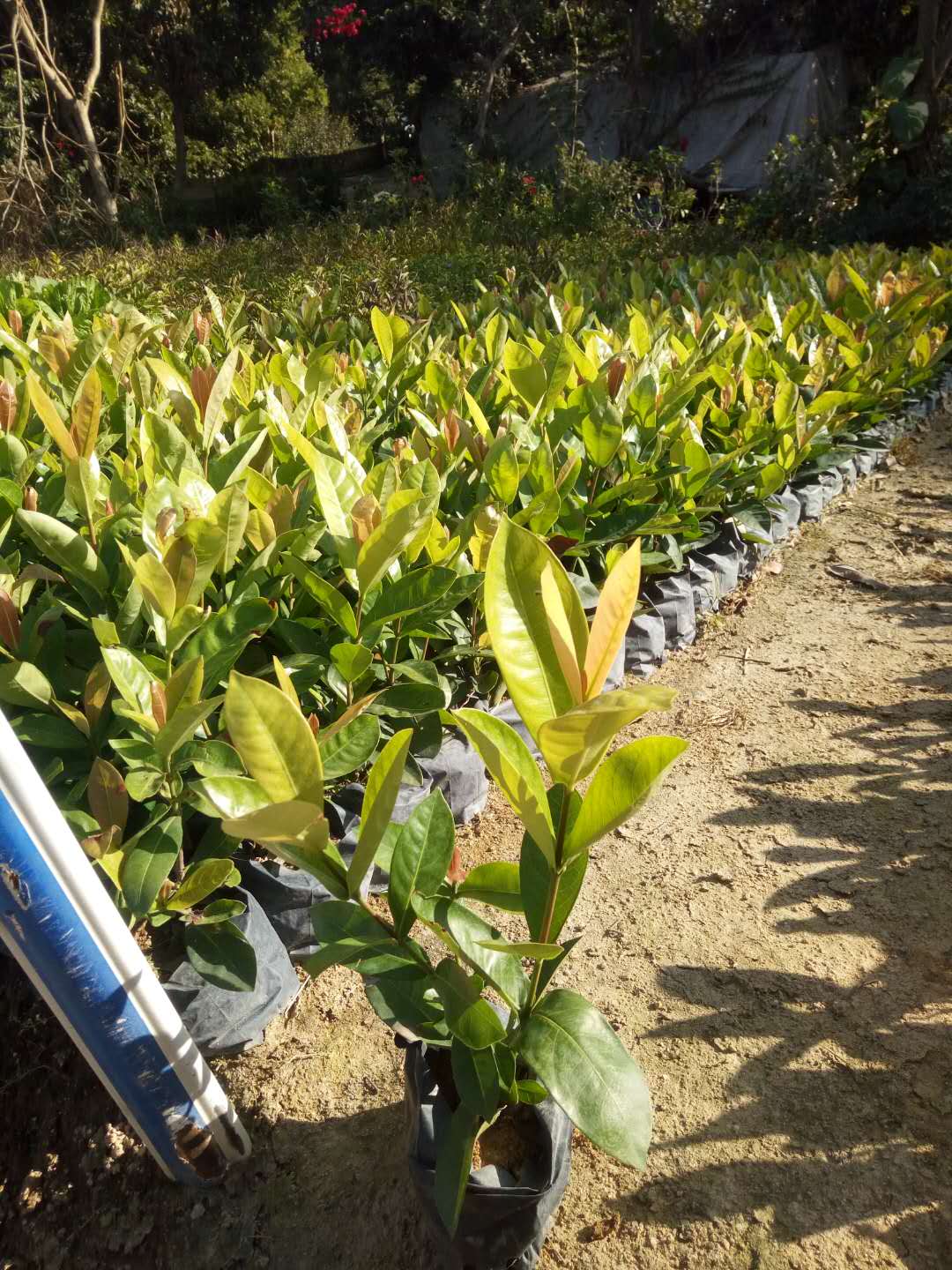 厂家直销优质观花小盆栽龙船花 质优价廉