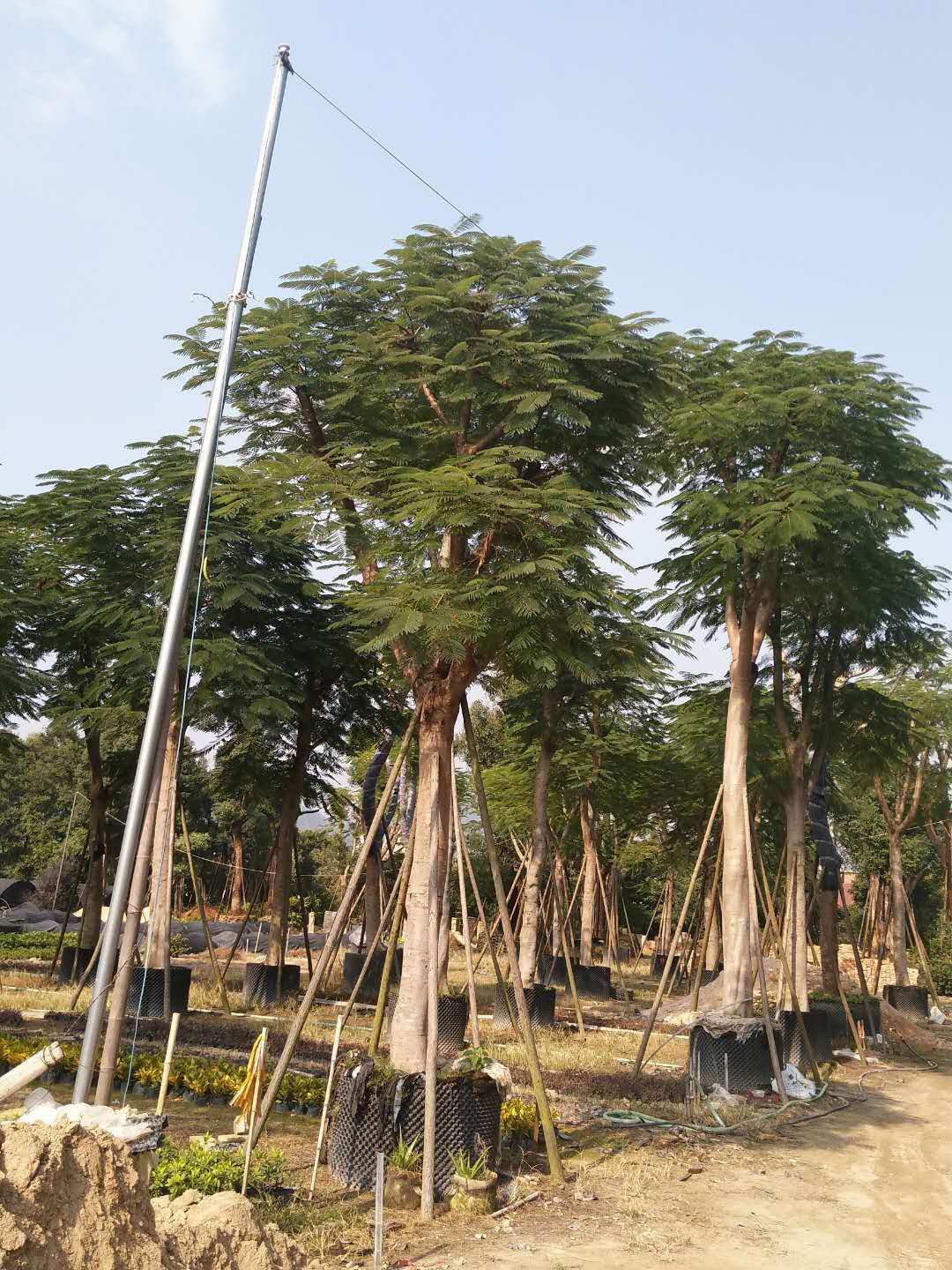 基地直销园林大型景观树凤凰木 规格齐全