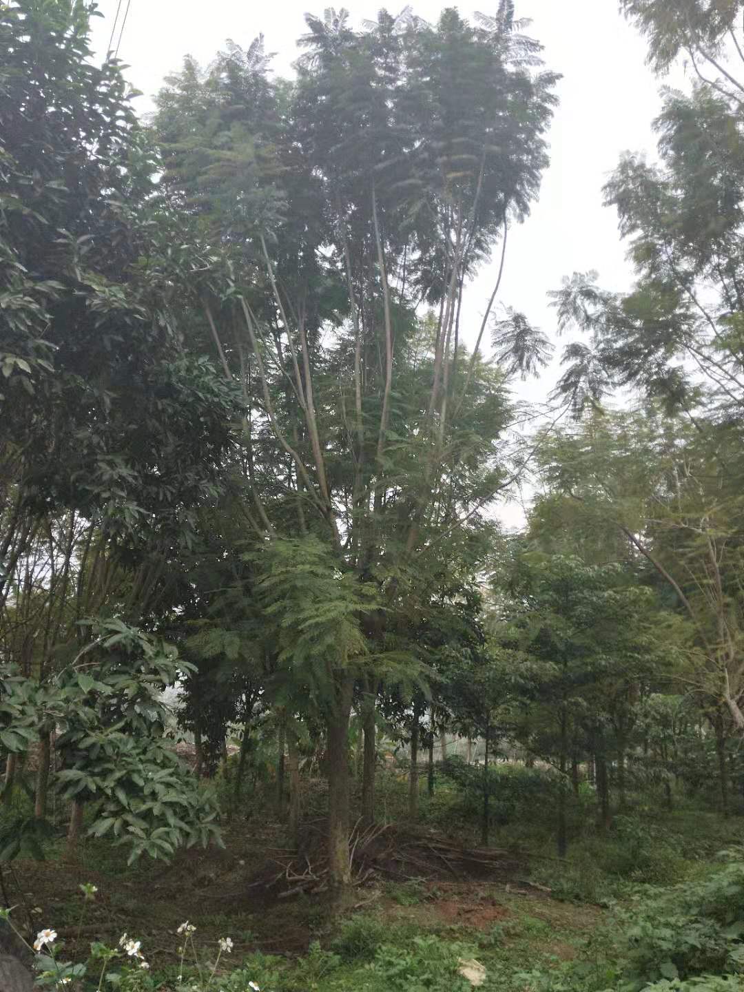 风景树供应基地供应规格齐全蓝花楹
