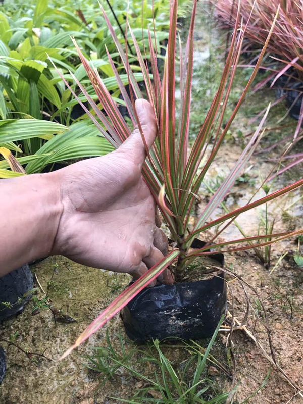沐阳苗木基地供应净化空气植物七彩马尾铁