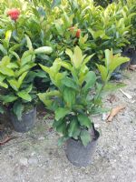 阳台庭园观花盆栽绿植五彩仙丹 大量供应