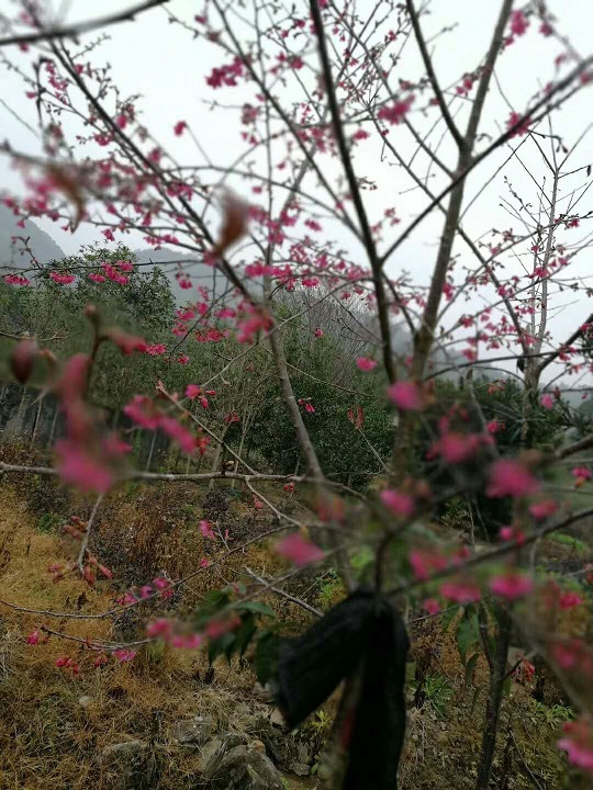 基地直销园林绿化行道树福建山樱花