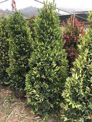园林绿化观叶盆栽绿植红车柱型特价供应