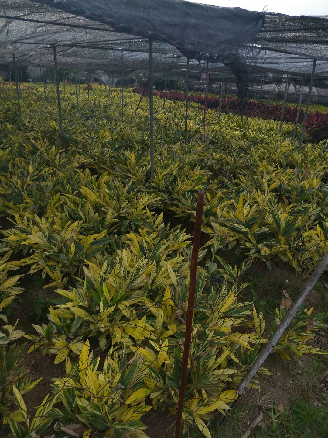 精品地被植物花叶良姜地苗大量供应
