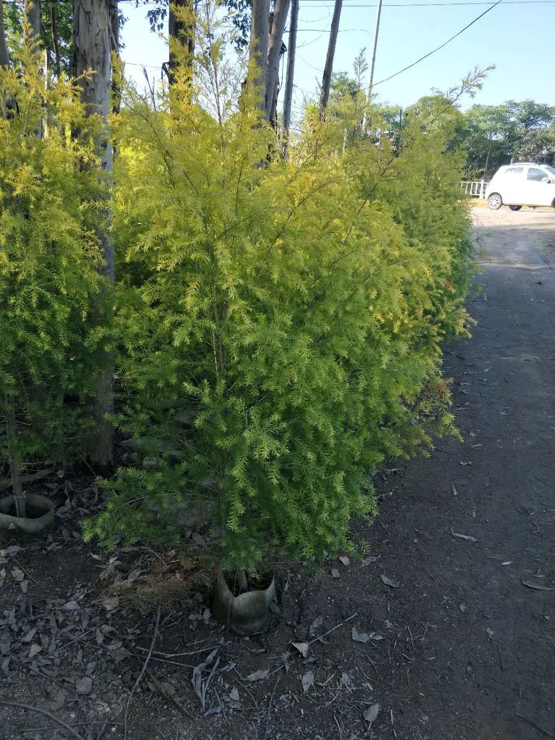 精品绿化行道树黄金宝树长期大量供应
