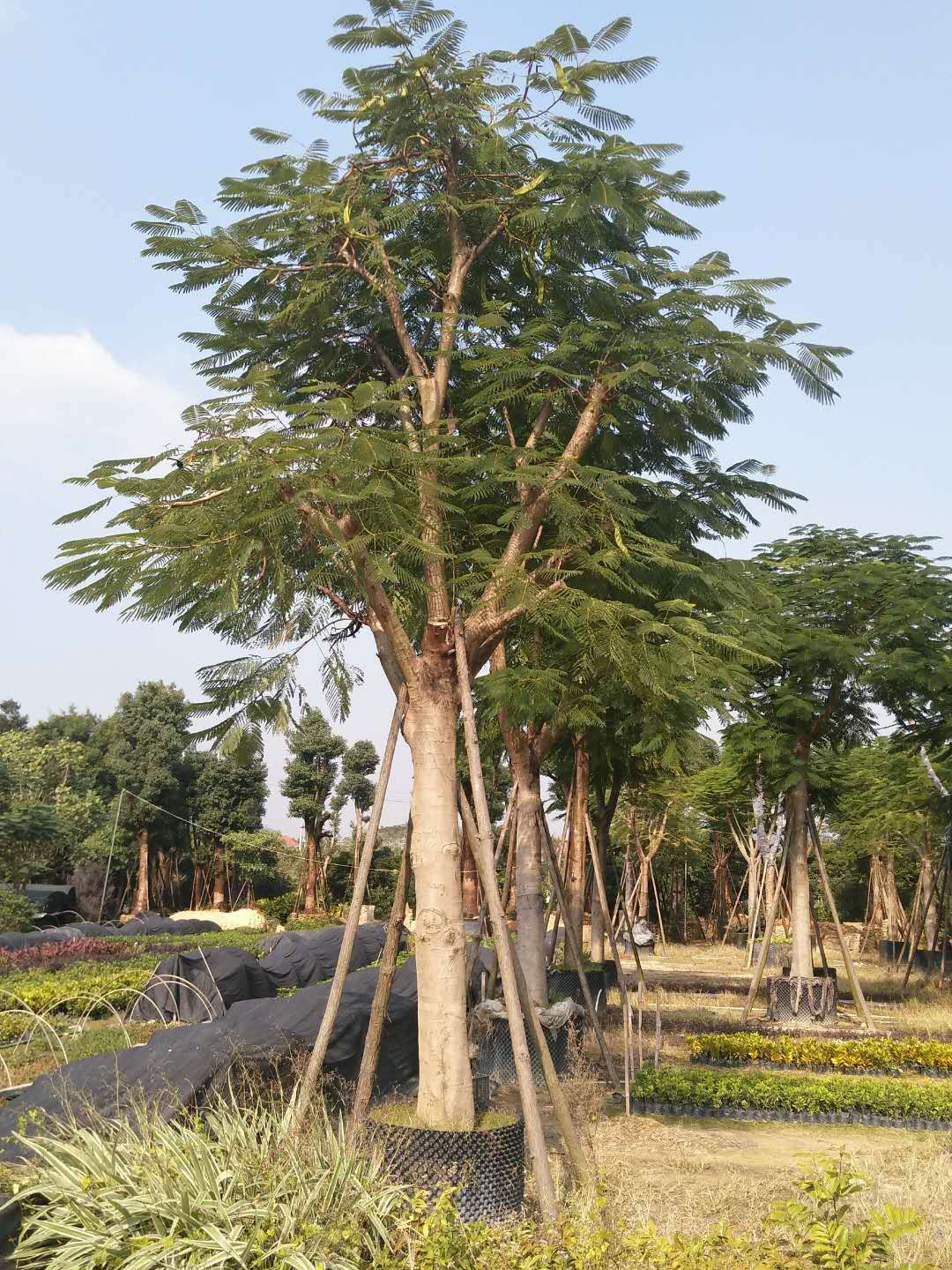 厂家直销优质庭园观花绿化树凤凰木