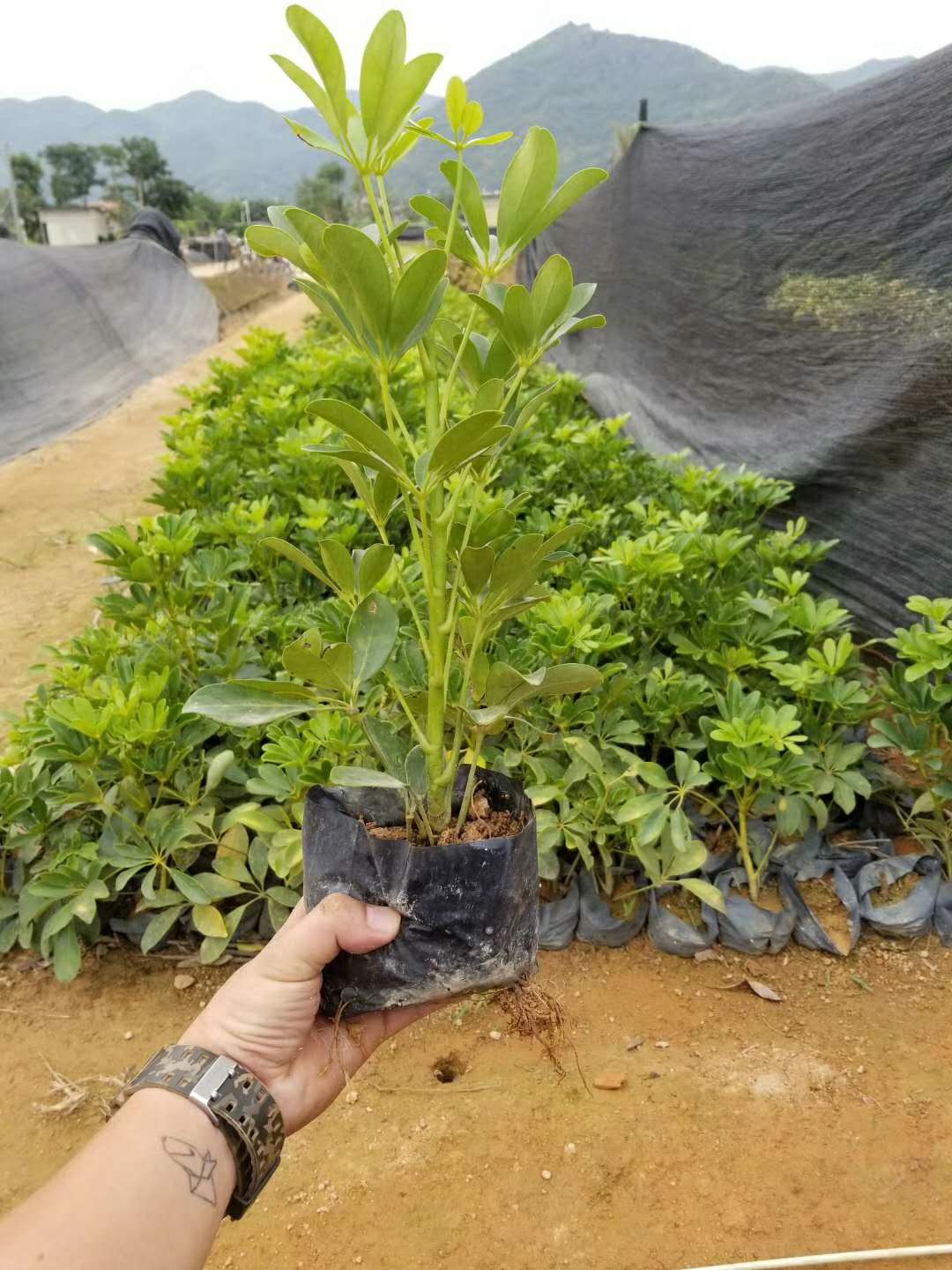 批发供应优质灌木盆栽鹅掌柴 多规格供应