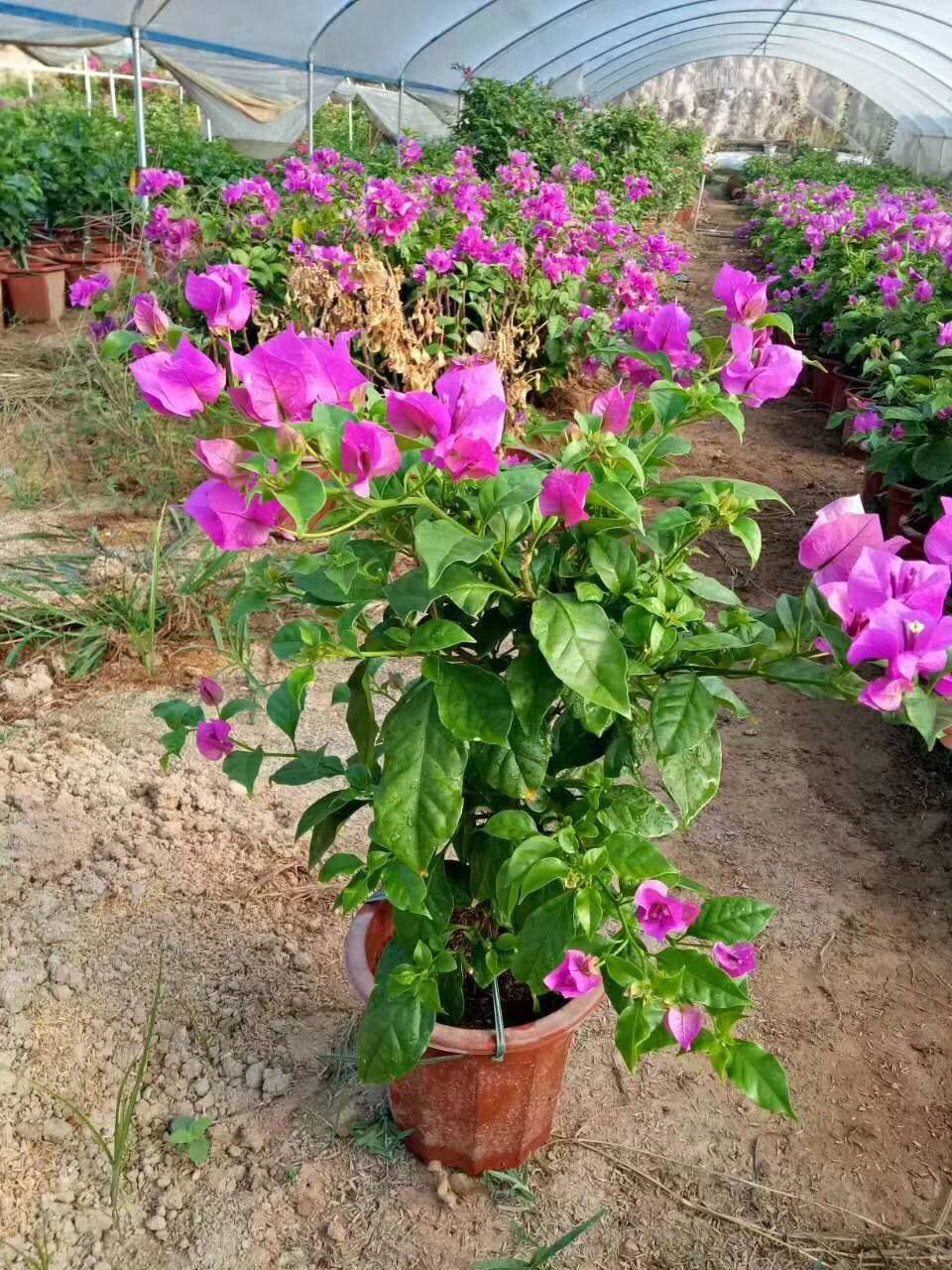 原产地超低价供应多色植物三角梅 物美价廉