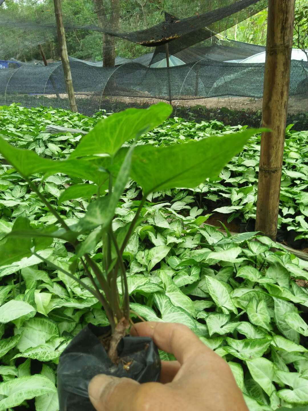 净化空气观叶小盆栽合果芋常年特价大量供应