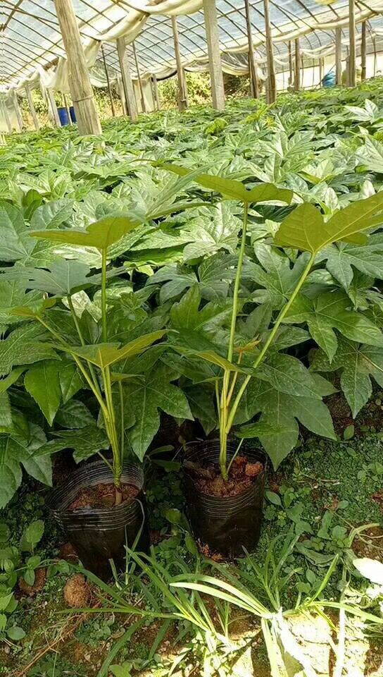 杭州苗木基地大量批发供应杯用苗八角金盘