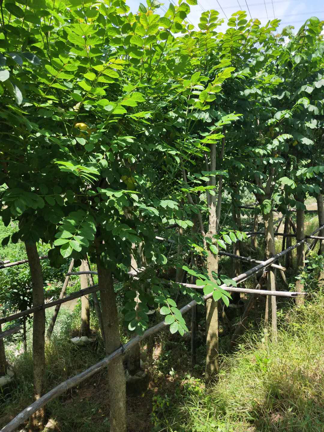 农户直销优质火焰木袋苗 多规格大量供应