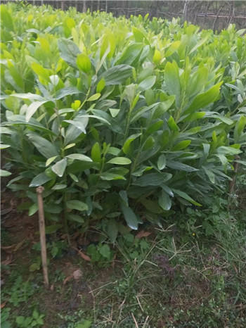基地直销风景绿化苗木大叶相思 物美价廉